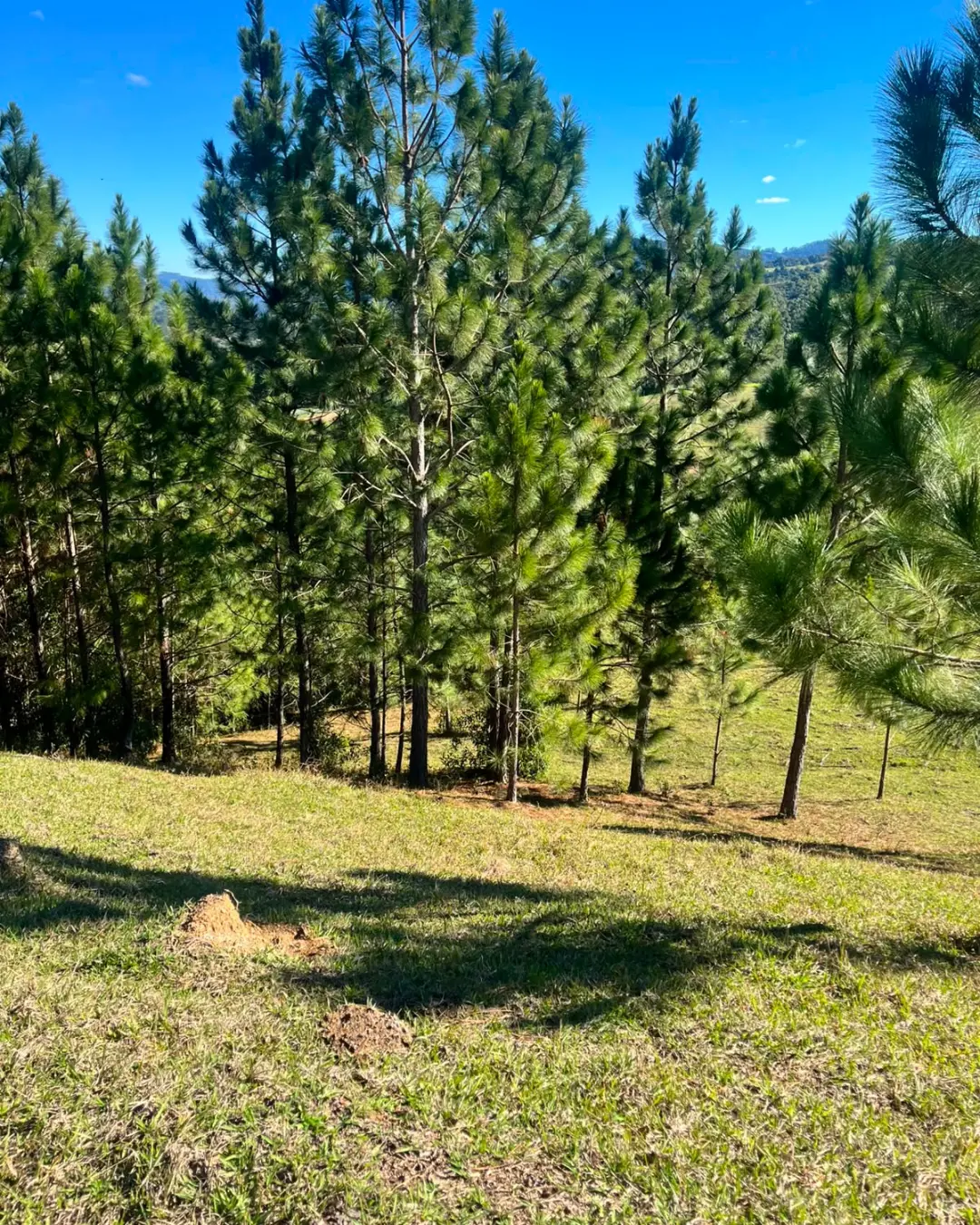 Foto do anúncio: imóvel rural em Presidente Getúlio